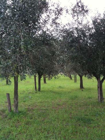 prima immagine gli ulivi